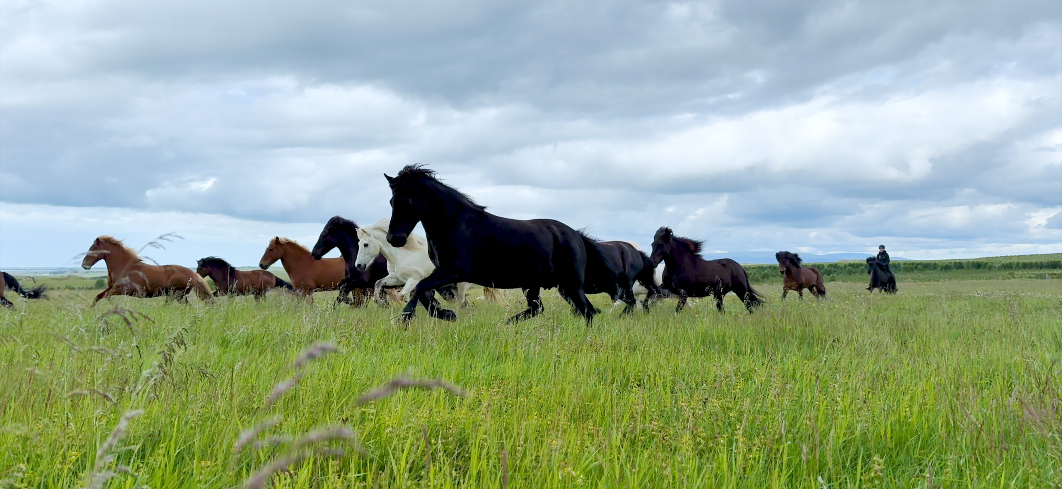 Un troupeau de chevaux islandais filmé dans l’éblouissant format Dolby Vision 4K à 120 ips